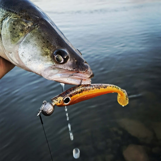 Zander mit einem Zattics Gummifisch in der Farbe Applessed 