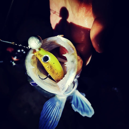 Zander der an der Ijssel auf einen Gummifisch gefangen wurde.